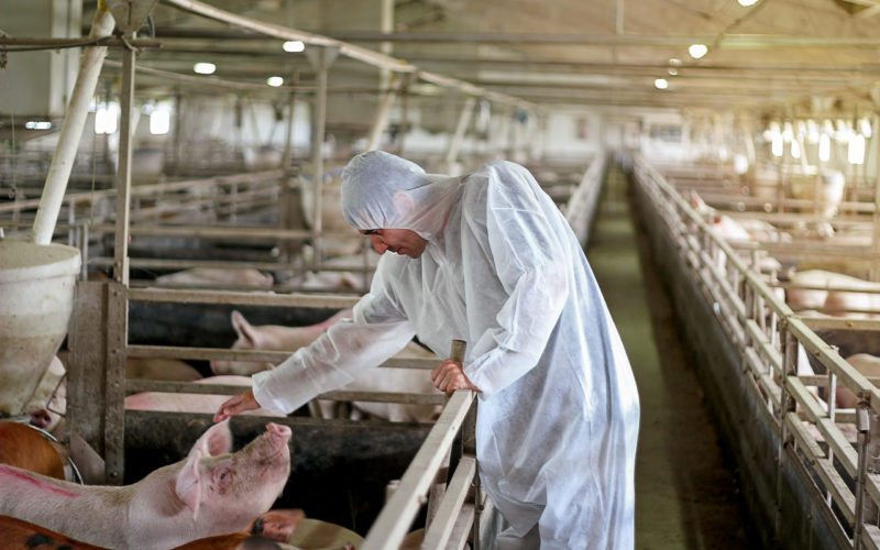 Veterinary doctor wearing protective clothing.

 Intensive pig farming. Pig farm worker.