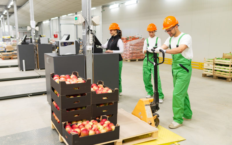 Working at vegetable food warehouse.