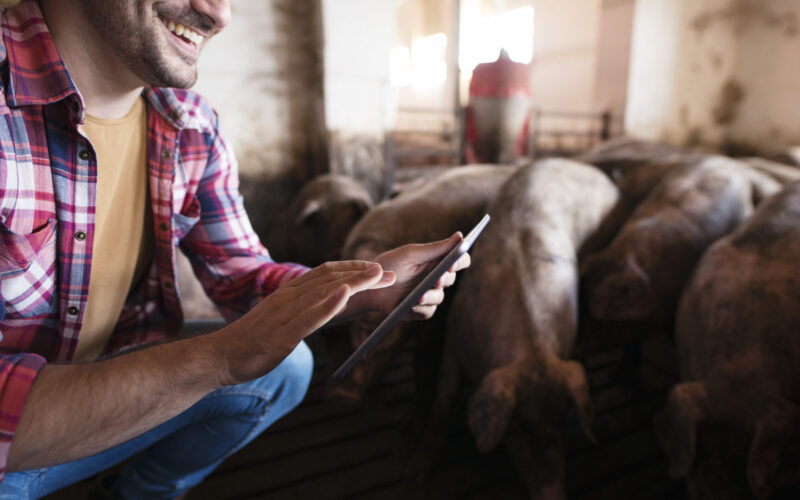 Closeup view of farmer touching tablet at pig farm while pigs domestic animals eating in background.