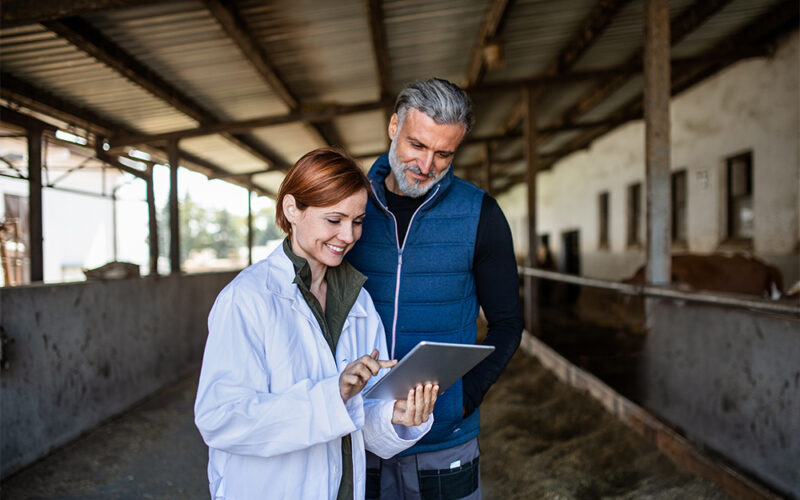 A woman manager and man worker using tablet on diary farm, agriculture industry.